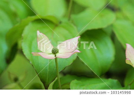 Dogwood dogwood light pink mid-May 103145998