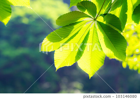 [新鮮的綠色材料]玉蘭樹的新鮮綠色[長野縣] 103146080