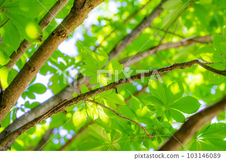 [Fresh green material] Fresh green of magnolia tree [Nagano Prefecture] 103146089