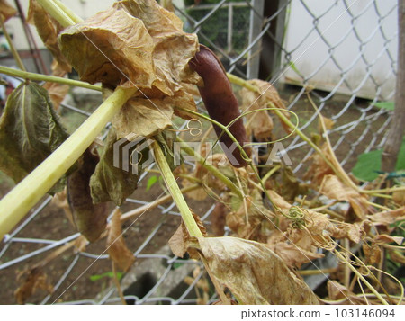 Mature beans of Tutankhamun Pea Mature beans of Tutankhamun Pea 103146094