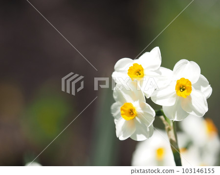 Pretty daffodils Pretty daffodils 103146155