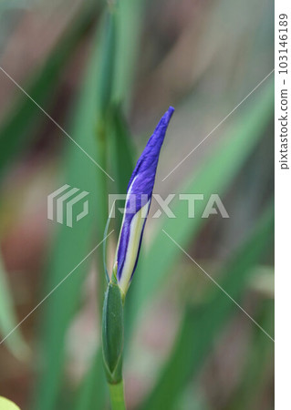 Iris buds mid-May 103146189