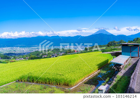 [Summer material] Mt.Fuji seen from terraced rice fields in Nakano [Yamanashi Prefecture] 103146214