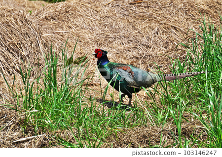 紅臉雉(春季、5月) 紅臉雉(春季、5月) 103146247