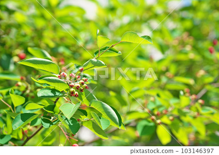 Young green Juneberry fruit (spring, May) 103146397