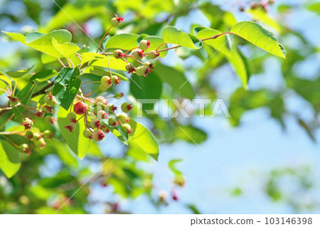 Young green Juneberry fruit (spring, May) Young green Juneberry fruit (spring, May) 103146398