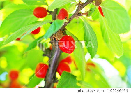 Red tomato berries (spring, May) Red tomato berries (spring, May) 103146464