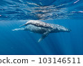 Parent and child of humpback whale 103146511