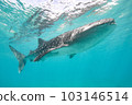 Turquoise sea and whale sharks 103146514