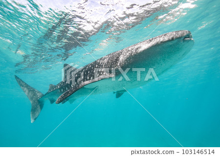 Turquoise sea and whale sharks 103146514