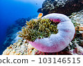 sea anemone house 103146515