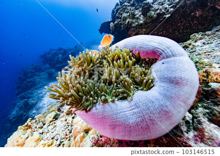 sea anemone house 103146515