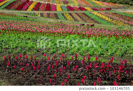 Nasu Flower World 2022-9-10 #20 103146705