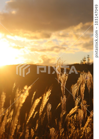 Beautiful Japanese pampas grass scenery in Wakayama prefecture 103147049