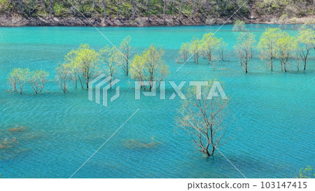 Submerged forest of Lake Shusen Submerged forest of Lake Shusen 103147415