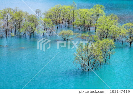 Submerged forest of Lake Shusen Submerged forest of Lake Shusen 103147419