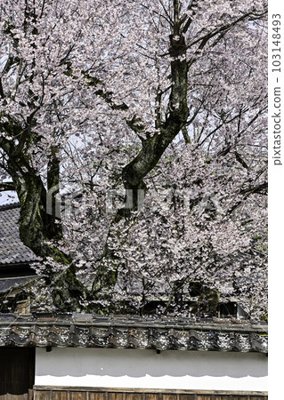 Koshinohiganzakura in Kuromonzenryokuchi 103148493