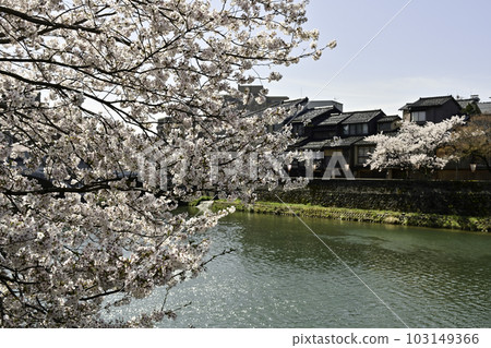 櫻花盛開的主計町茶屋街 103149366