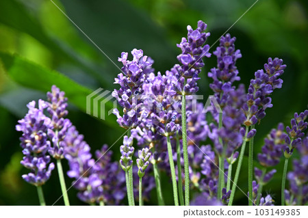 English lavender English lavender 103149385