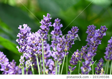 English lavender English lavender 103149386