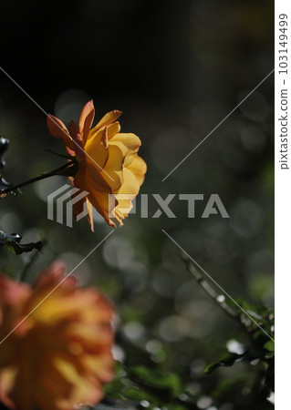 神秘的狼 神秘的狼 103149499