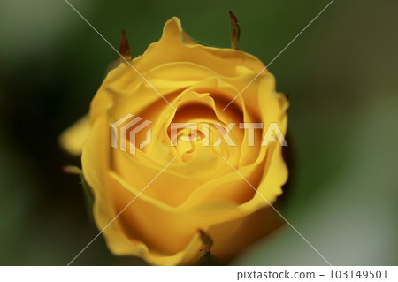 Yellow Rose Yellow Rose 103149501