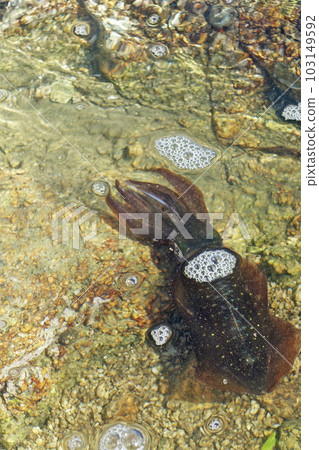 Bigfin reef squid caught in the Seto Inland Sea Bigfin reef squid caught in the Seto Inland Sea 103149592