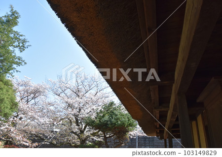 An old private house with cherry blossoms Former Wada Residence Chigasaki City An old private house with cherry blossoms Former Wada Residence Chigasaki City 103149829