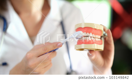 Dentist brushes teeth of artificial model of human jaws Dentist brushes teeth of artificial model of human jaws 103149842