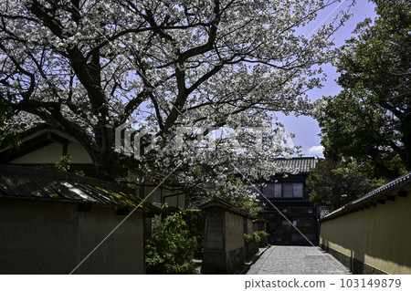 春天櫻花盛開的長町武士宅邸遺址 103149879