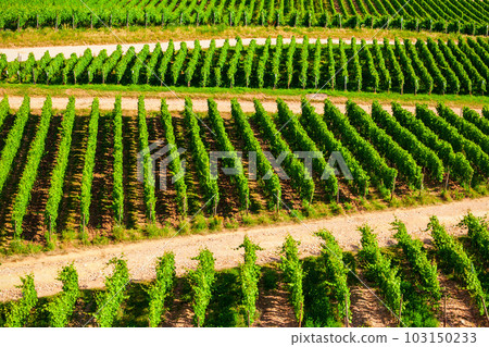 Rudesheim am Rhein Vineyards, Germany 103150233