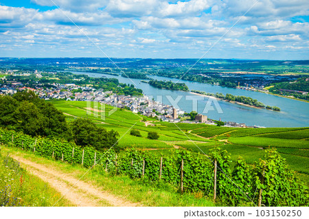 Rudesheim am Rhein Vineyards, Germany Rudesheim am Rhein Vineyards, Germany 103150250