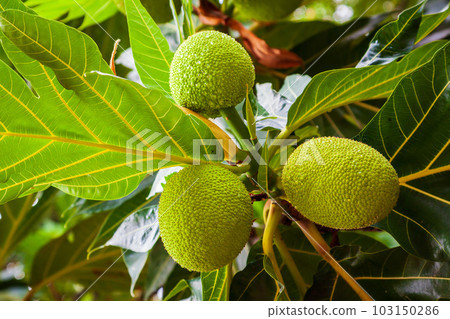 Fruits on breadfruit tree in Asia 103150286