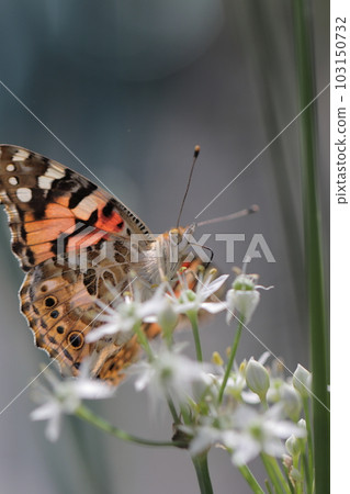 Butterfly and flowers Butterfly and flowers 103150732
