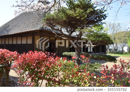 櫻花盛開的古民家 舊和田住宅 茅崎市 櫻花盛開的古民家 舊和田住宅 茅崎市 103150782