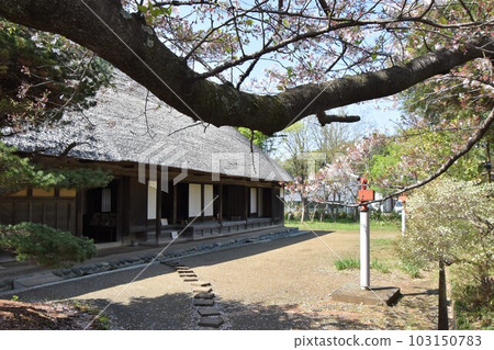 櫻花盛開的古民家 舊和田住宅 茅崎市 櫻花盛開的古民家 舊和田住宅 茅崎市 103150783