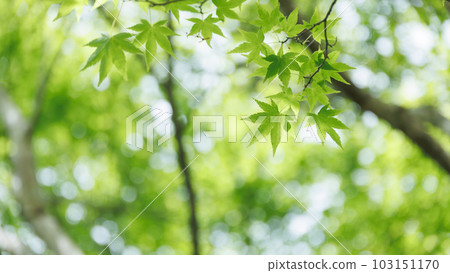 清新綠色形像生態 清新綠色形像生態 103151170