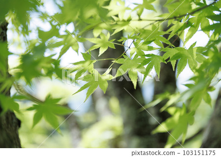 Fresh green image Ecology 103151175