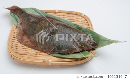 Magarei(日本比目魚) Magarei(日本比目魚) 103151647