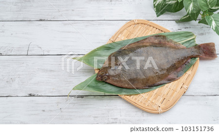 Magarei (Japanese flounder) white wood grain background Magarei (Japanese flounder) white wood grain background 103151736