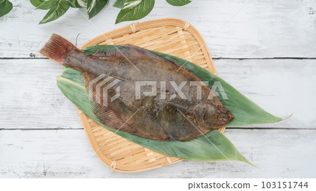 Magarei (Japanese flounder) white wood grain background Magarei (Japanese flounder) white wood grain background 103151744