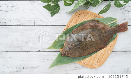 Magarei (Japanese flounder) white wood grain background Magarei (Japanese flounder) white wood grain background 103151745