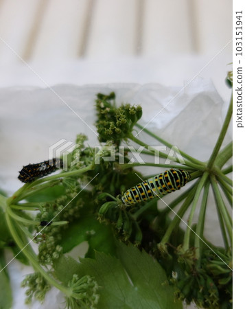 燕尾蝴蝶 燕尾蝴蝶 燕尾蝴蝶 Butterfly butterfly 103151941