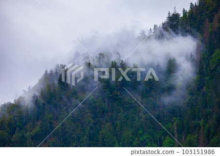 Mountain slope in clouds and mist 103151986