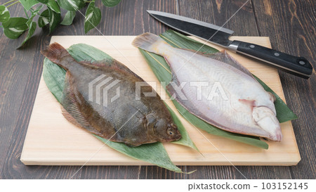 砧板上的馬加雷(日本比目魚) 砧板上的馬加雷(日本比目魚) 103152145