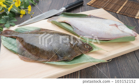 砧板上的馬加雷(日本比目魚) 砧板上的馬加雷(日本比目魚) 103152152