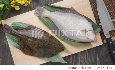 砧板上的馬加雷（日本比目魚） 103152155