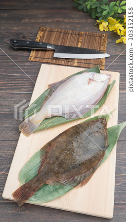 砧板上的馬加雷（日本比目魚） 103152158