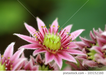 開花後死去的多汁植物長生花的特寫 103152160