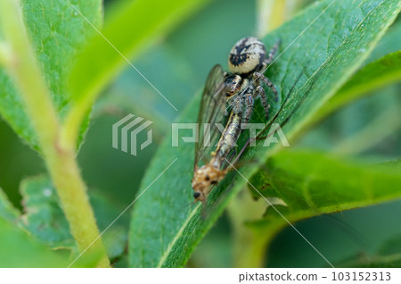 跳蛛(貓蠅鳥)捕食鶴蠅 跳蛛(貓蠅鳥)捕食鶴蠅 103152313